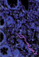 inline-graphic medsci20132912p1125-img1.jpg