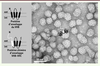 Figure 1. Figure 1.