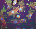 inline-graphic medsci20143005p576-img1.jpg