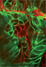 inline-graphic medsci2014308-9p772-img1.jpg