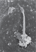 inline-graphic medsci20143011p1040-img1.jpg
