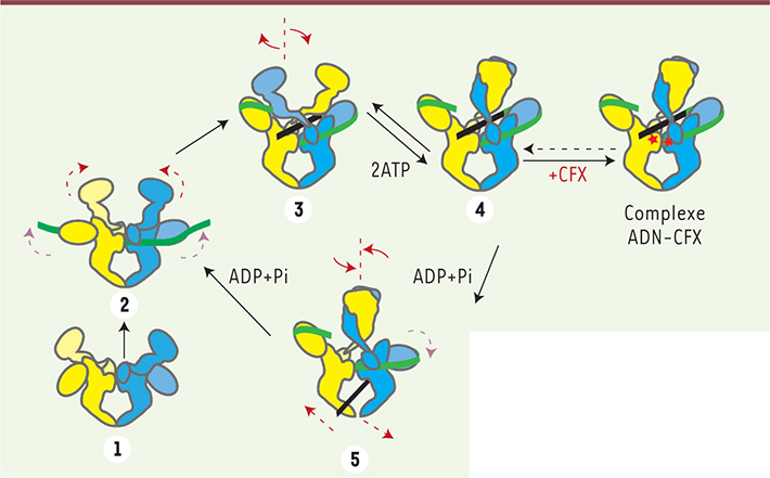 Figure 2.