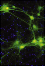 inline-graphic medsci20153103p291-img1.jpg