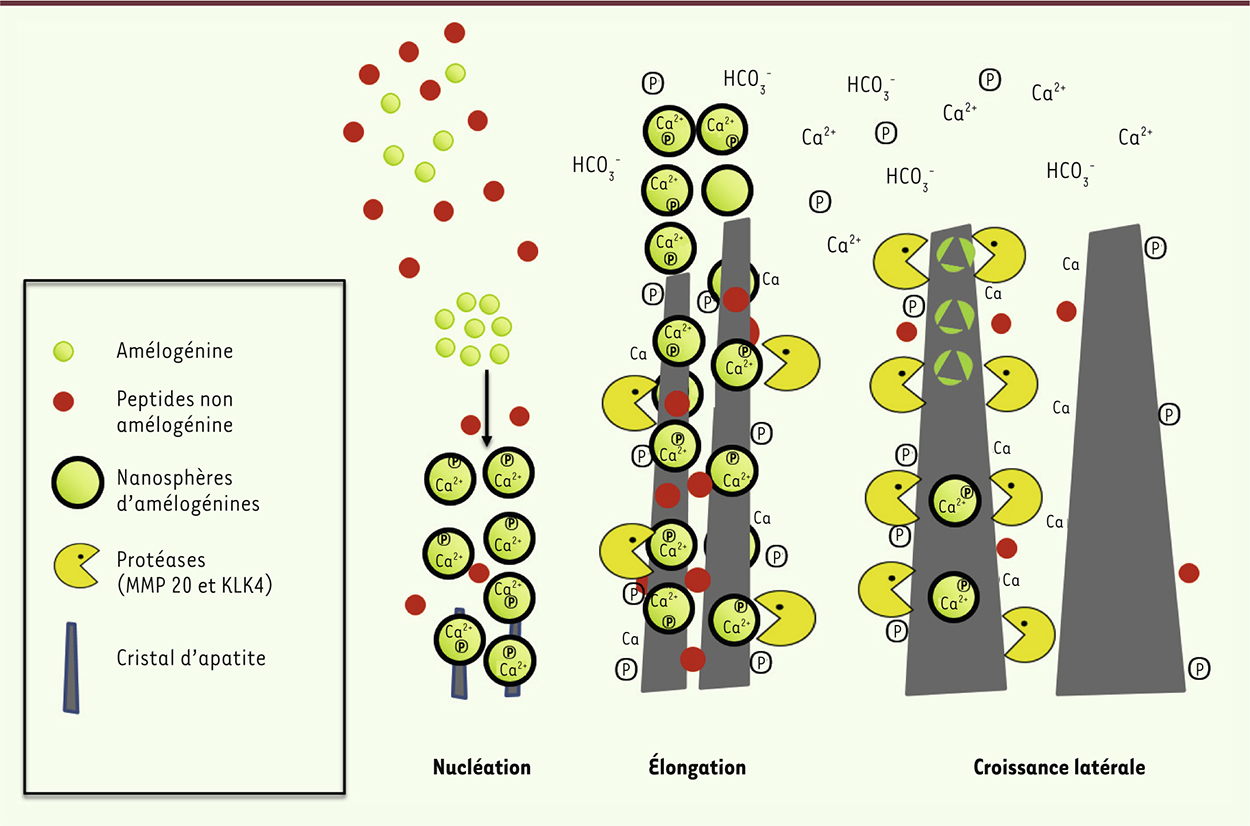 Figure 3.