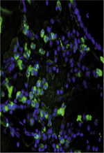 inline-graphic medsci20153110p895-img1.jpg