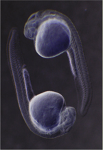 inline-graphic medsci20153110p912-img1.jpg