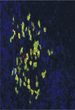 inline-graphic medsci20153111p1023-img1.jpg