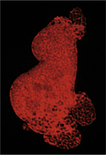 inline-graphic medsci2015313sp39-img1.jpg