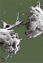 inline-graphic medsci20153112p1092-img1.jpg