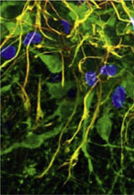 inline-graphic medsci20153112p1115-img1.jpg