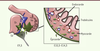 Figure 1. Figure 1.