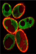 inline-graphic medsci20163204p394-img1.jpg