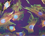 inline-graphic medsci20163206p648-img1.jpg