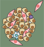 inline-graphic medsci2016328-9p725-img1.jpg