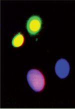 inline-graphic medsci20163210p843-img1.jpg