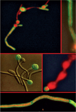 inline-graphic medsci20163211p937-img1.jpg