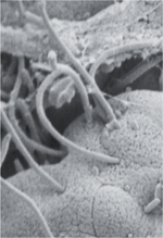inline-graphic medsci20163211p961-img1.jpg
