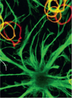 inline-graphic medsci20163212p1130-img1.jpg