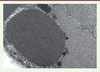 Figure 4. Figure 4.