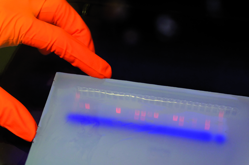 Comment savoir si une souris possède la mutation requise ? En lui prélevant un petit bout de queue et en analysant l’ADN de ses cellules. Coupés par des enzymes, les fragments d’ADN migrent en fonction de leur poids sous l’action d’un champ électrique dans un gel d’agarose. L’observation sous lumière UV permet de les visualiser.