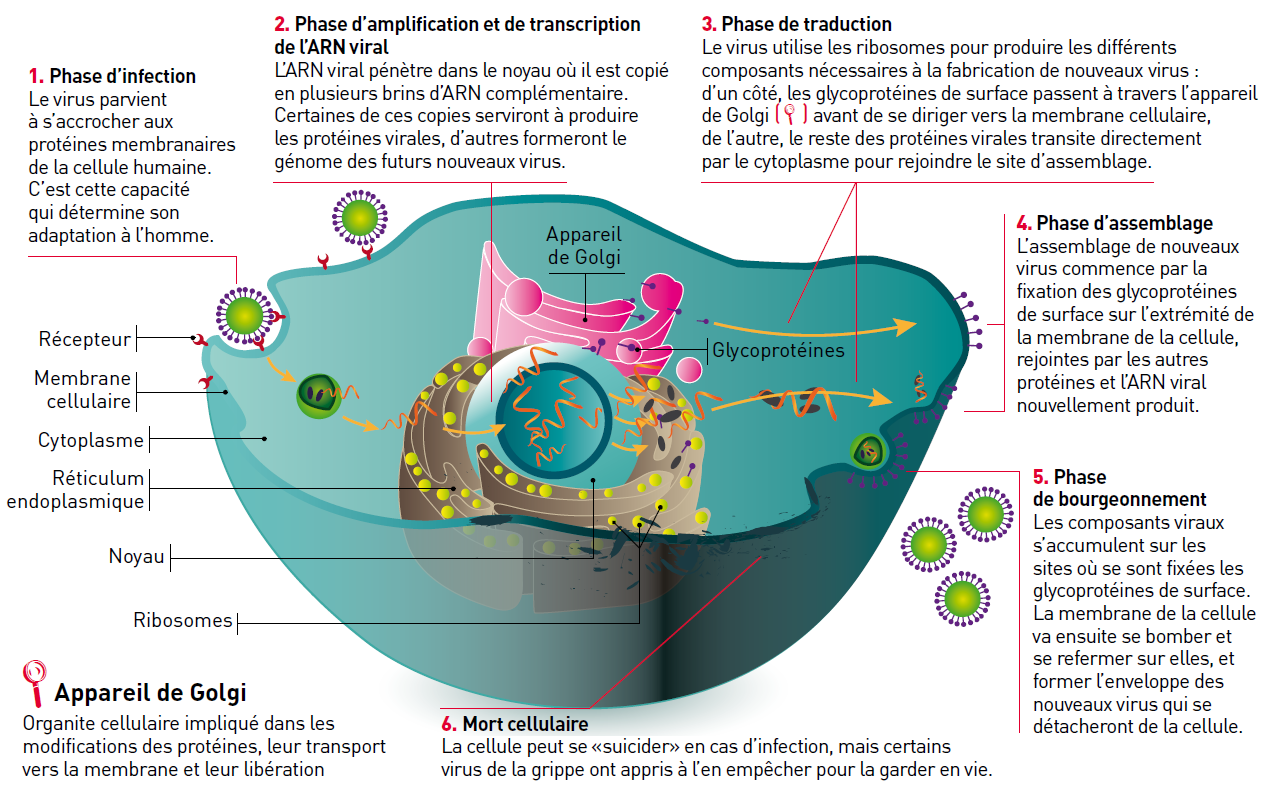 Infection d’une cellule par le virus de la grippe