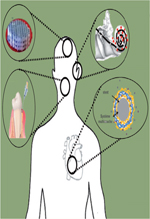 inline-graphic medsci20173301p32-img1.jpg