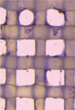inline-graphic medsci20173301p52-img1.jpg