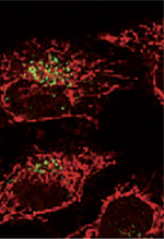 inline-graphic medsci20173303p231-img1.jpg