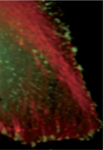 inline-graphic medsci20173303p275-img1.jpg
