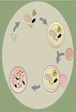 inline-graphic medsci20173303p305-img1.jpg