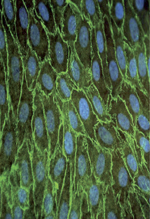 inline-graphic medsci20173304p423-img1.jpg