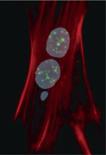 inline-graphic medsci20173304p432-img1.jpg