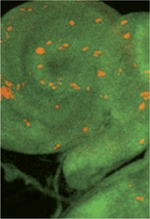 inline-graphic medsci20173305p506-img1.jpg