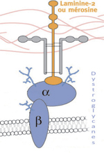 inline-graphic medsci201733s1p57-img1.jpg