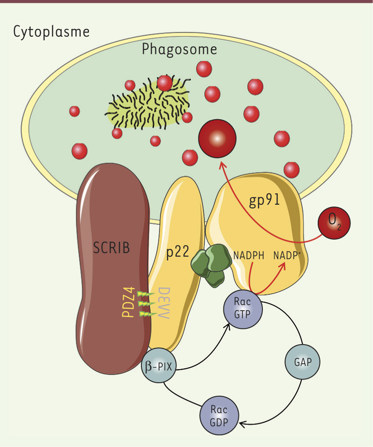 Figure 1.