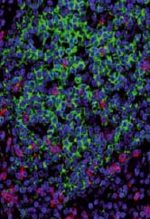 inline-graphic medsci20183401p72-img1.jpg