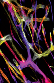 inline-graphic medsci2018343p219-img2.jpg