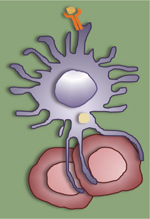 inline-graphic medsci180113s-img1.jpg