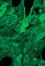 inline-graphic msc180042-img1.jpg