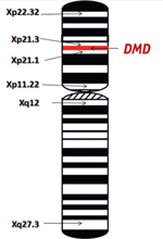 inline-graphic medsci180256s-img1.jpg